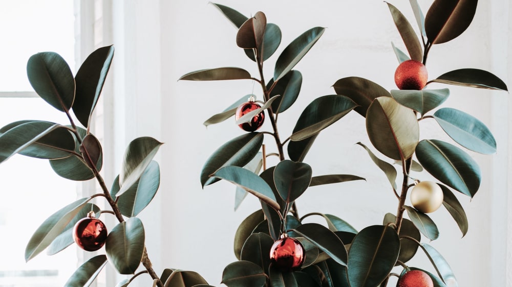 Close up of a larger rubber tree plant with red and silver baubles placed along the branches