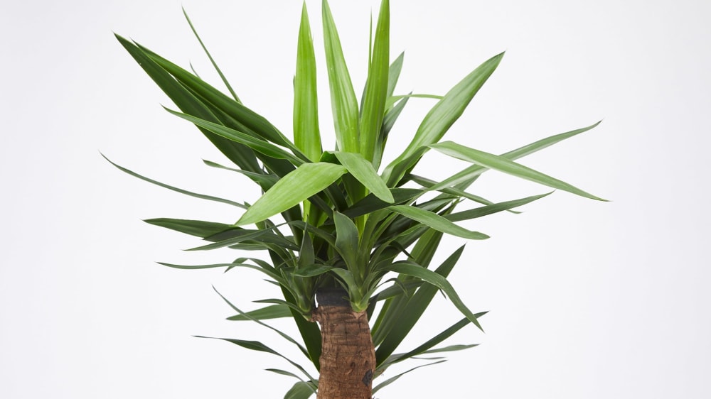 Close-up detail of a yucca plant on a white studio background