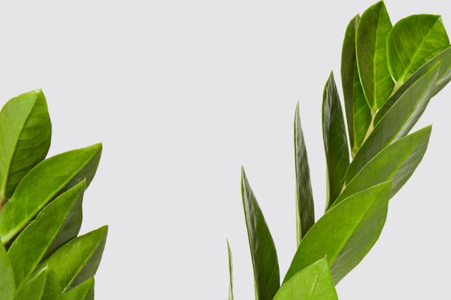 Close-up detail of a zz plant on a white studio background