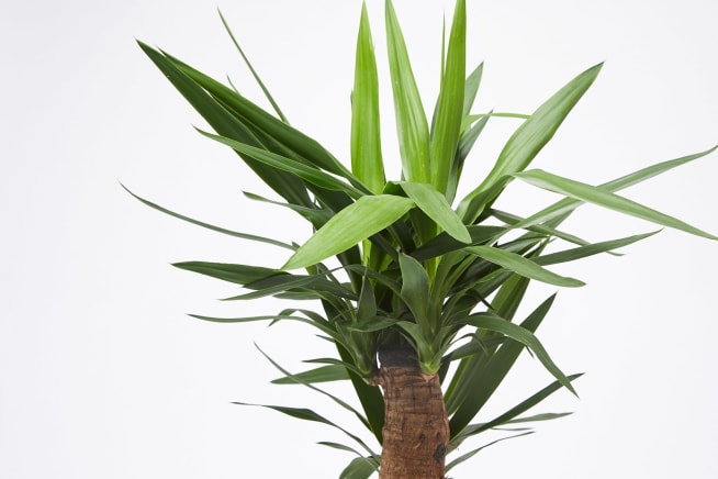 Close-up detail of a yucca plant on a white studio background