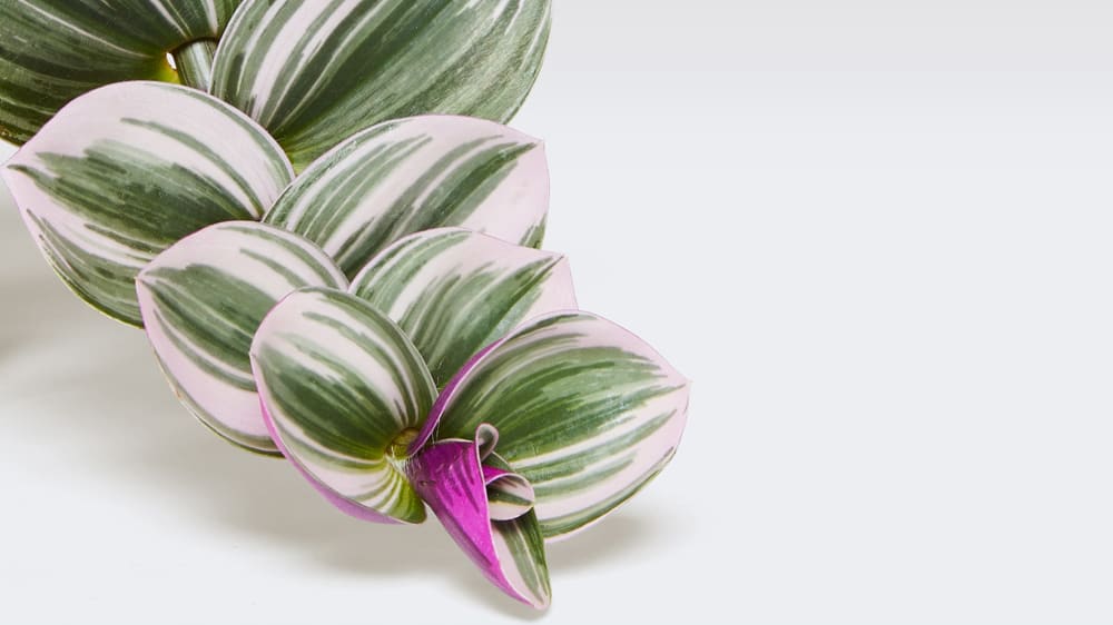 Close-up detail of a tradescantia nanouk plant on a white studio background