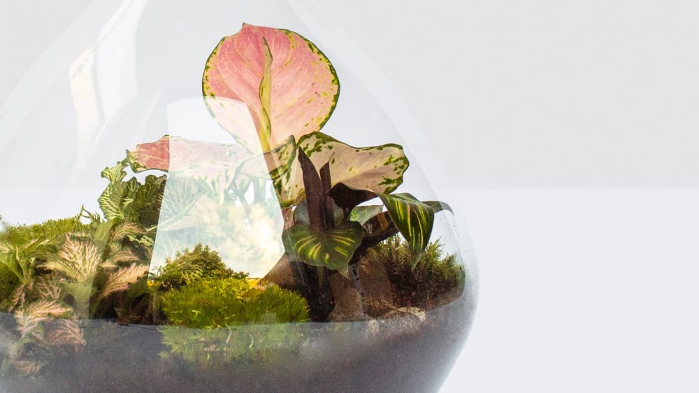 Close-up detail of a glass terrarium filled with plants on a white studio background