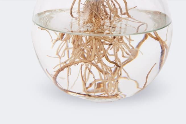 Close-up detail of a hydroponic plant's roots in water in a glass bowl on a white studio background