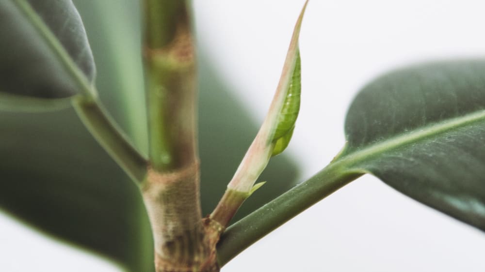 Close up image of rubber plant stem and leaves