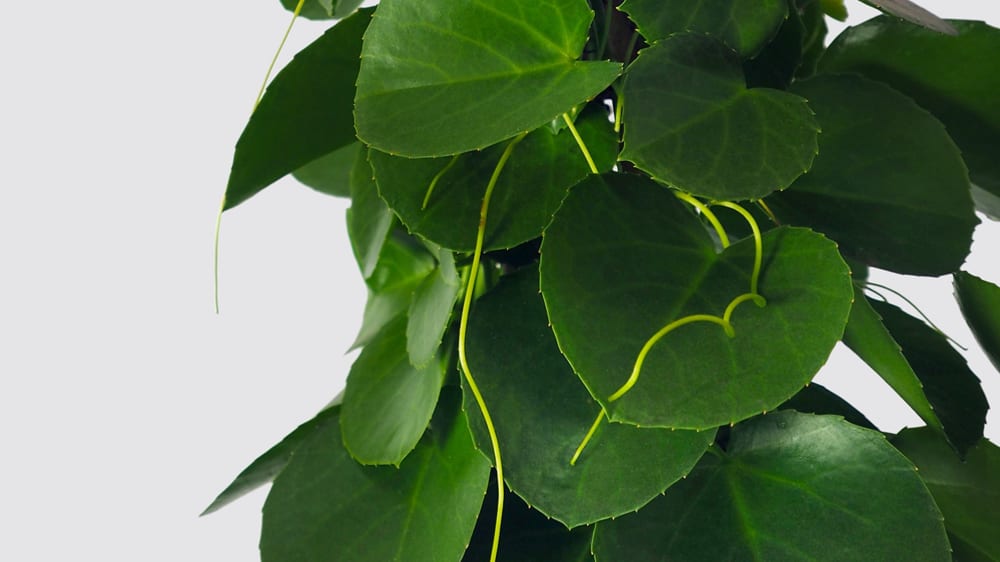 Close-up detail of a grape ivy plant on a white studio background