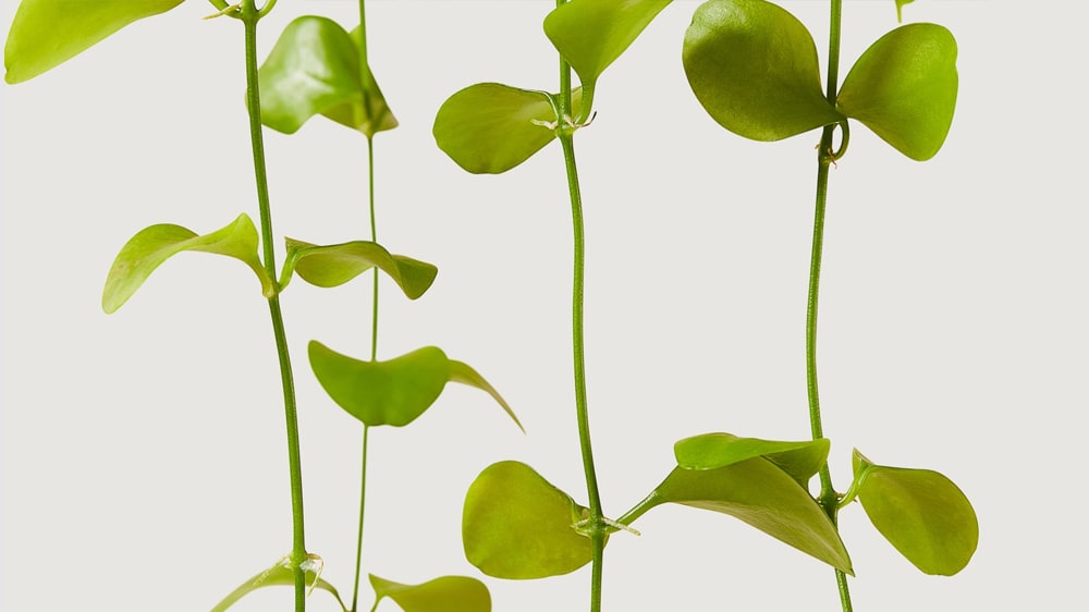 Close-up detail of string of nickels plant on a white studio background