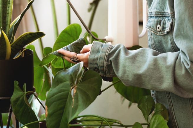 Close up of someone tending to a plant