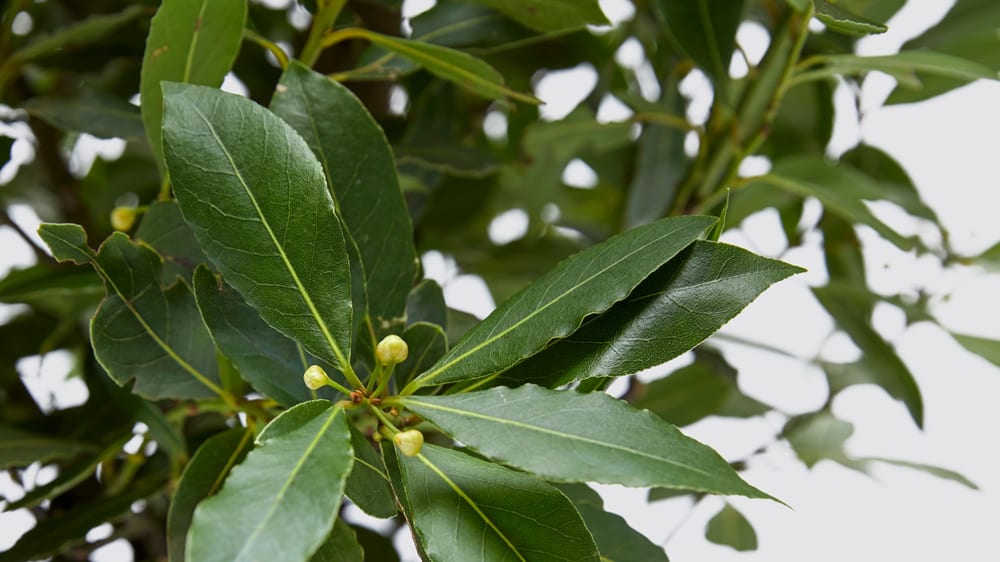 Close-up detail of a bay tree on a white studio background