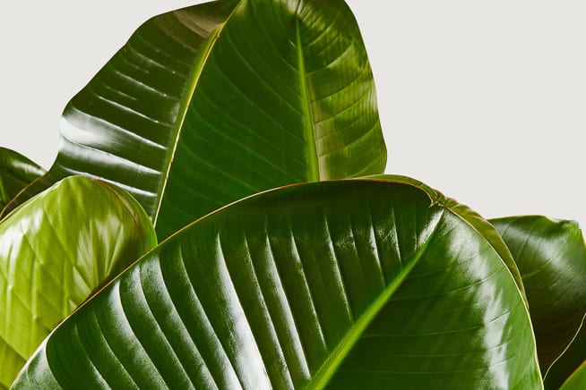 Close-up detail of a strelitzia nicolai plant on a white studio background