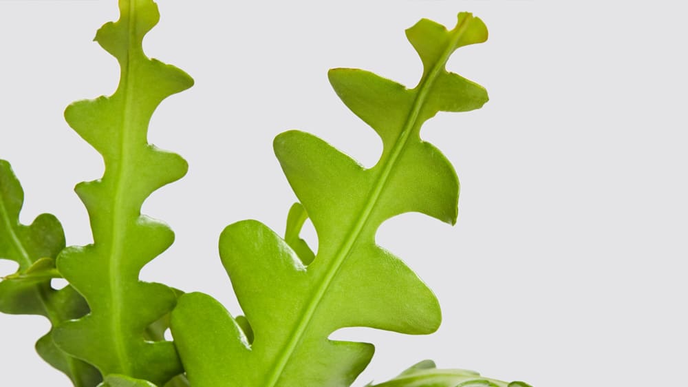 Close-up detail of a fishbone cactus on a white studio background