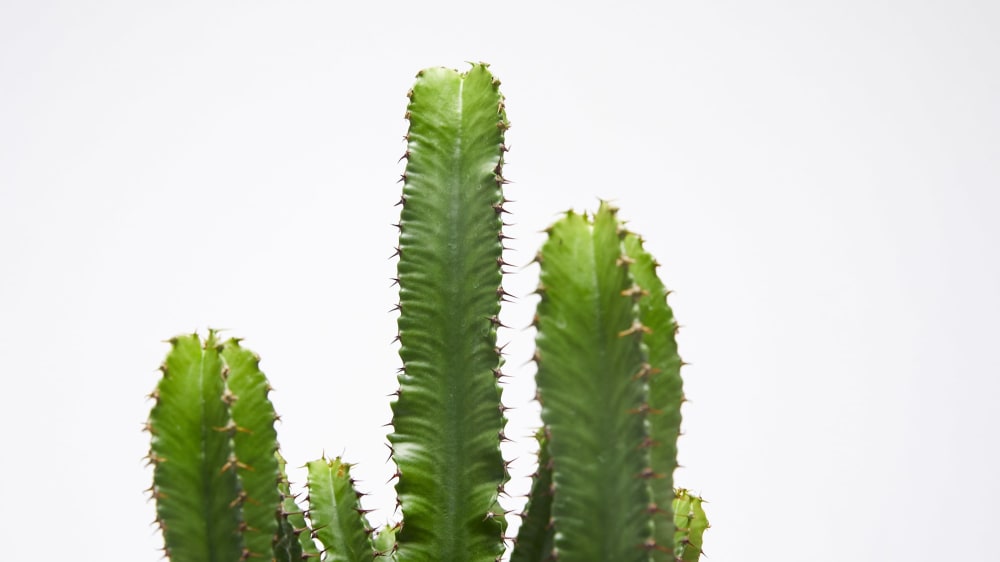 Close-up detail of a euphorbia on a white studio background