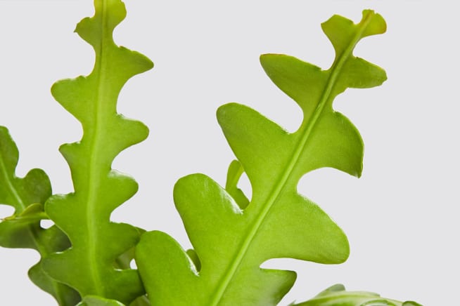 Close-up detail of a fishbone cactus on a white studio background