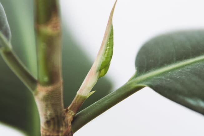 Close up image of rubber plant stem and leaves