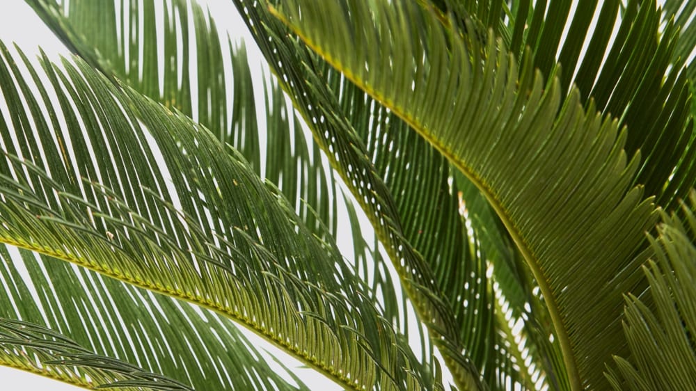 Close-up detail of a cycad sago palm on a white studio background