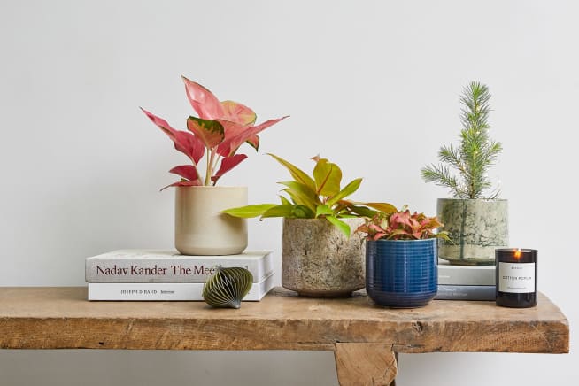 Aglaonema Red Star in a ceramic stone dipped pot, Prince of Orange in a stone fractured pot, red Fittonia in a navy blue ceramic pot and a Pinus pinea in a green fractured pot grouped together on a side table.