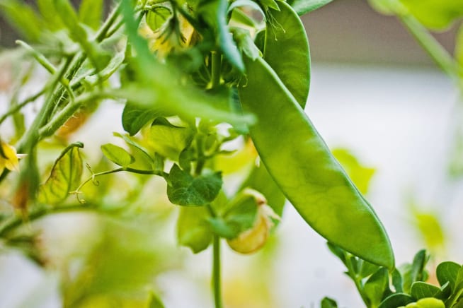 Close up of a pea pod