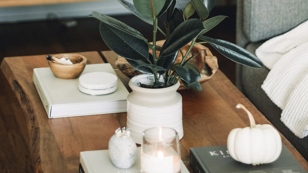 Rubber plant in a white ceramic pot on top of a coffee table