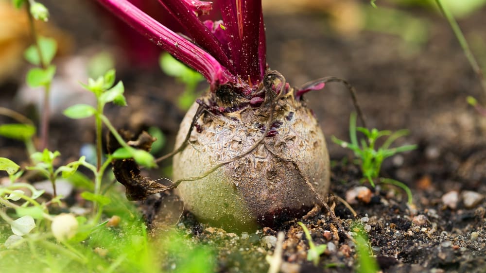 A bulb of beetroot planted in soil that is ready to be harvested