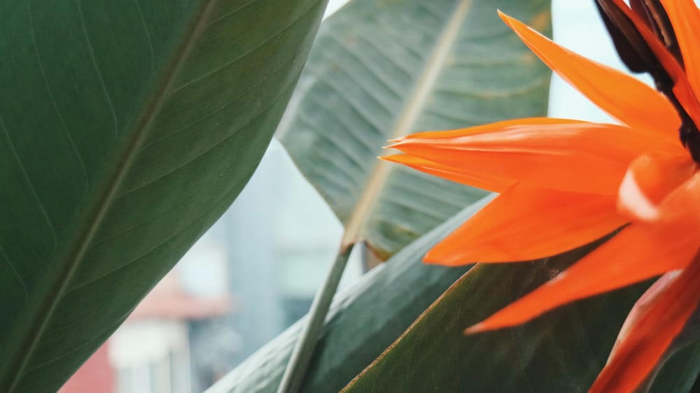 Close-up of an orange bird of paradise flower and leaves