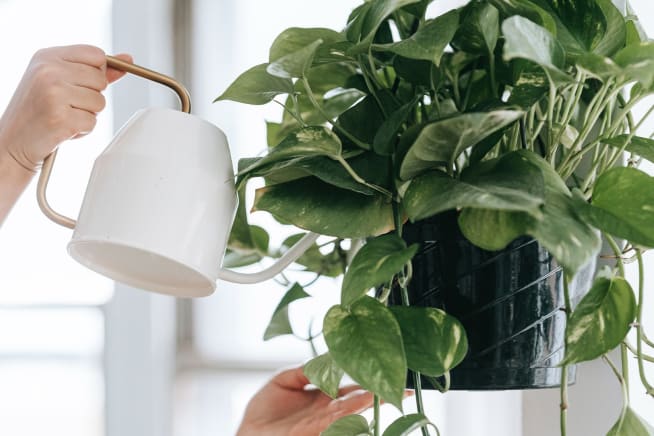 Close-up of a person watering a hanging devil's ivy using a white and gold watering can