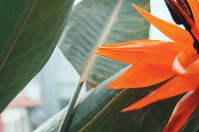 Close-up of an orange bird of paradise flower and leaves