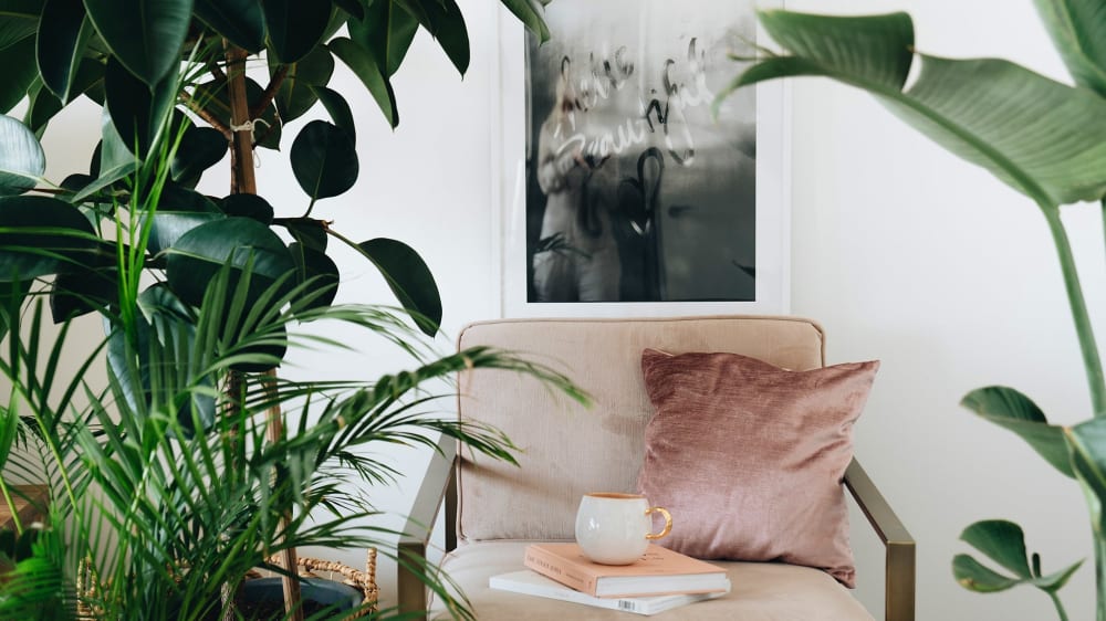 A chair surrounded by large plants including a kentia palm and a bird of paradise