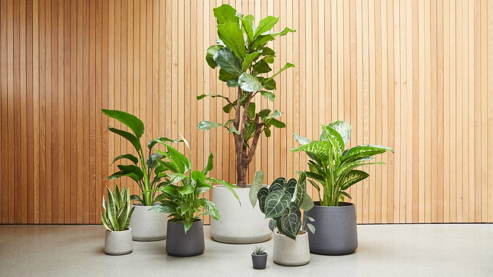 A set of clay pots against a wooden backdrop containing a snake plant, a strelitzia nicolai, a peace lily, a fiddle leaf fig tree, a succulent, an anthurium clarinervium and a dieffenbachia seguine.
