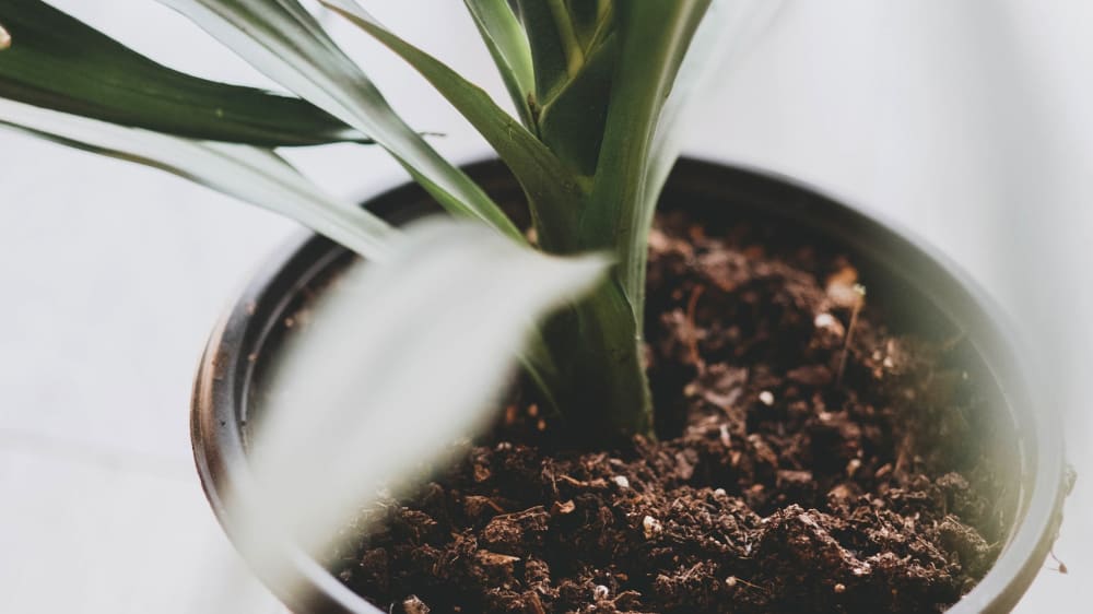 Close-up of a plant and compost in a nursey pot