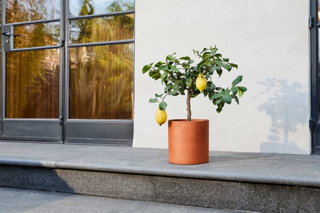 Lemon tree in a terracotta sandstone cylinder pot outside on patio steps