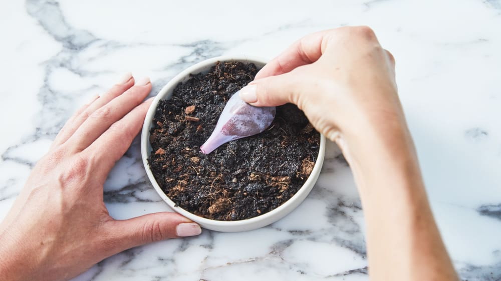 Close-up of a person placing a purple succulent leaf on a disk of soil