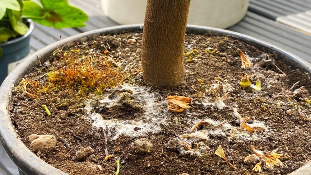 Close-up of white fluffy mold around the base of a lemon tree