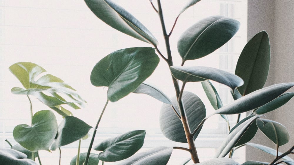 Close-up of a rubber leaf plant's leaves