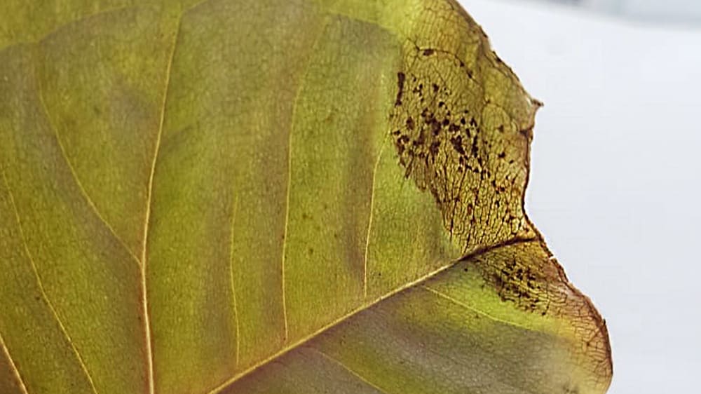 Close-up of a brown spots on the edge of a fiddle leaf fig leaf