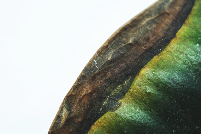 Close-up of a houseplant leaf with brown edges