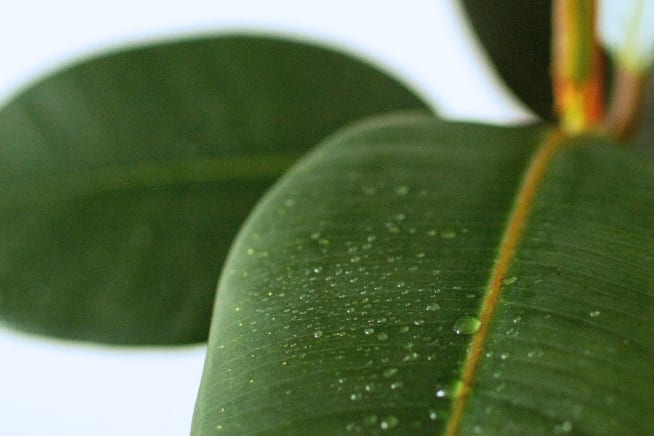 Close up of rubber leaf plant with water droplets