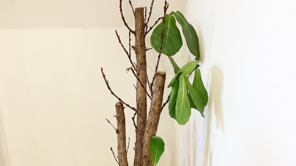 A fiddle leaf fig with lots of bare branches and few leaves