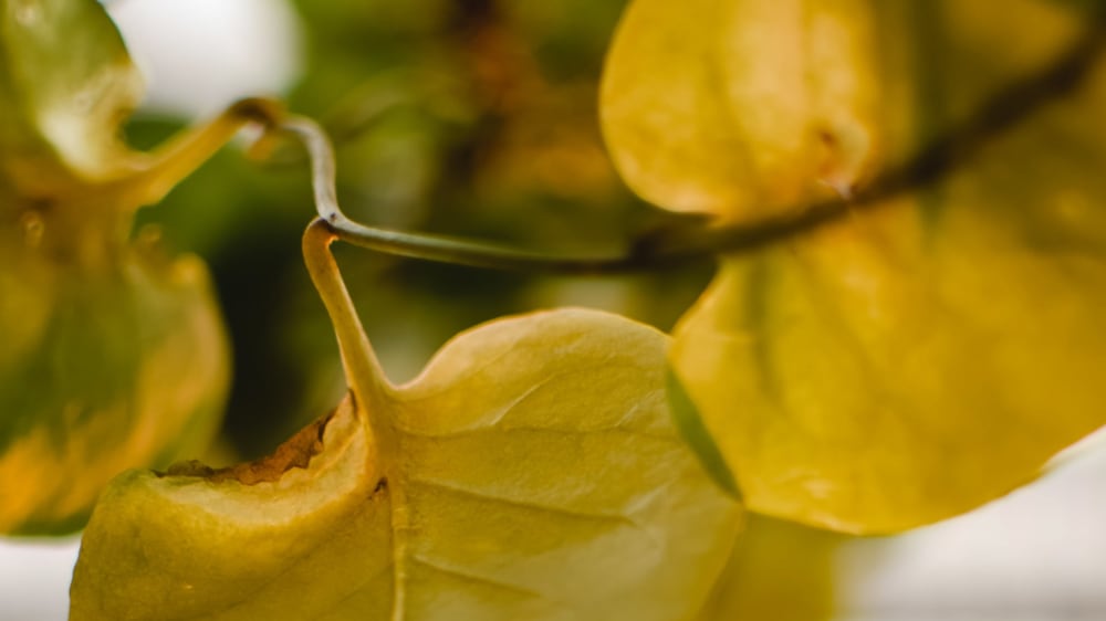 Close-up of yellow leaves on a stem.