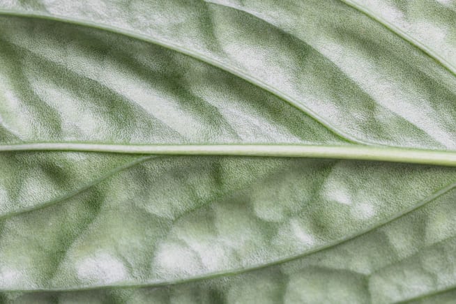 Close-up of faded green leaf