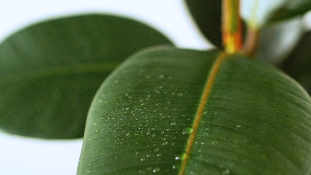 Close up of rubber leaf plant with water droplets