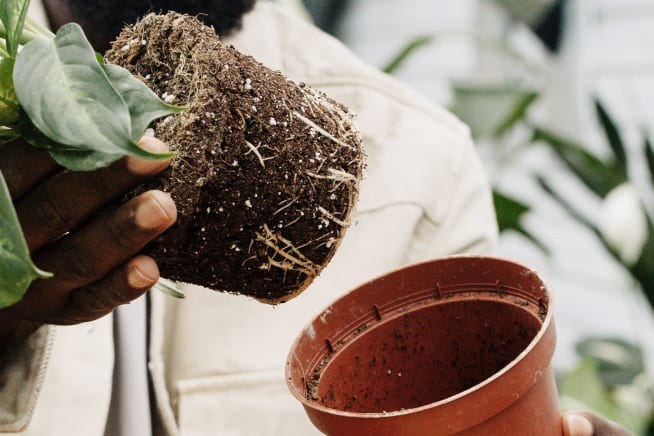 Close-up of someone removing an outdoor plant from a plastic nursery pot