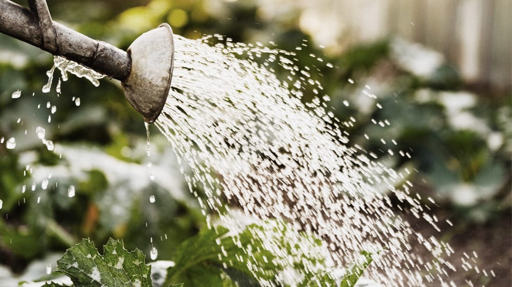 Close-up of a watering can watering outdoor plants in a garden