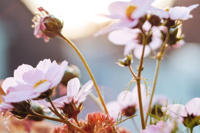 Blooming light pink flowers in a garden