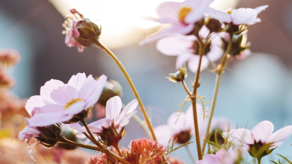 Blooming light pink flowers in a garden