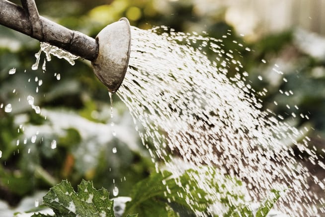 Close-up of a watering can watering outdoor plants in a garden