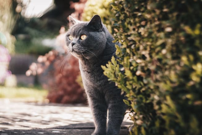 Cat in a garden next to a box hedge