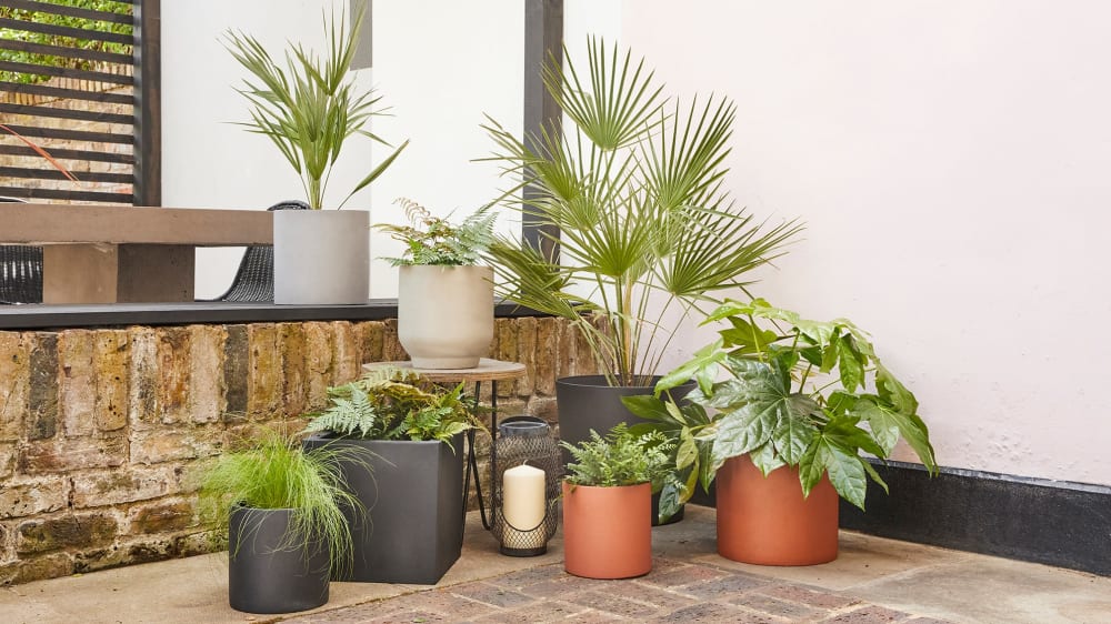 Palms, ferns, grasses and a fatsia japonica in decorative pots styled on a small outdoor patio