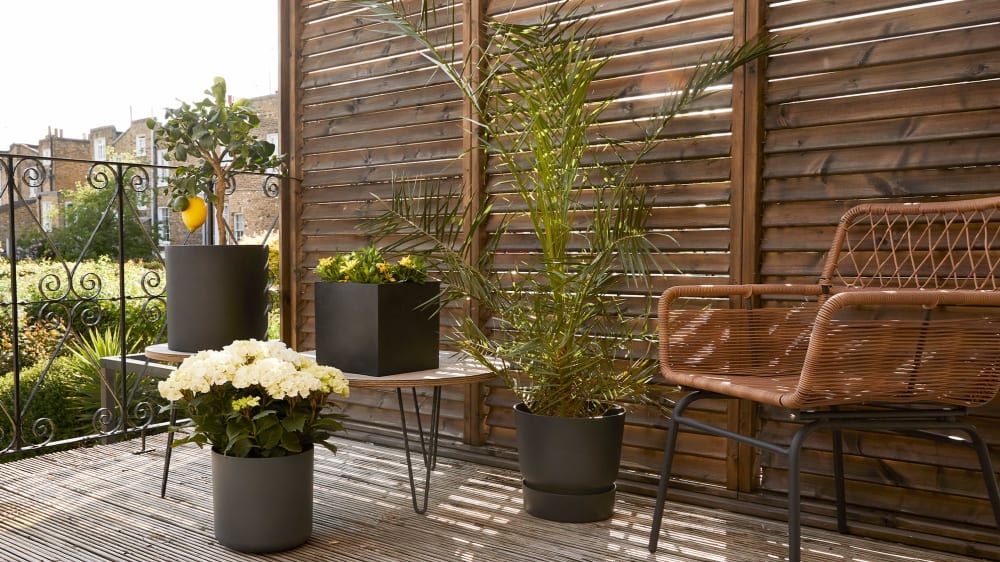 A sunny balcony decorated with a wicker chair, a lemon tree and a white hydrangea in black fibrestone cylinder pots, a black cube pot of African daisies and a Canary Island palm in a black plastic reservoir pot.