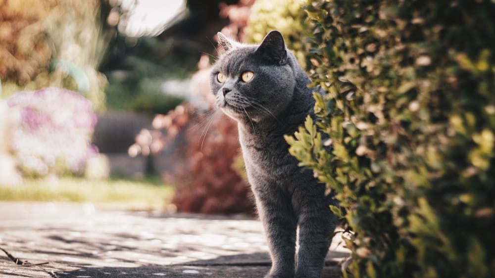 Cat in a garden next to a box hedge