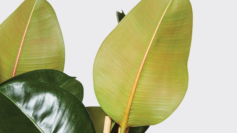 Close-up of a rubber plant leaf