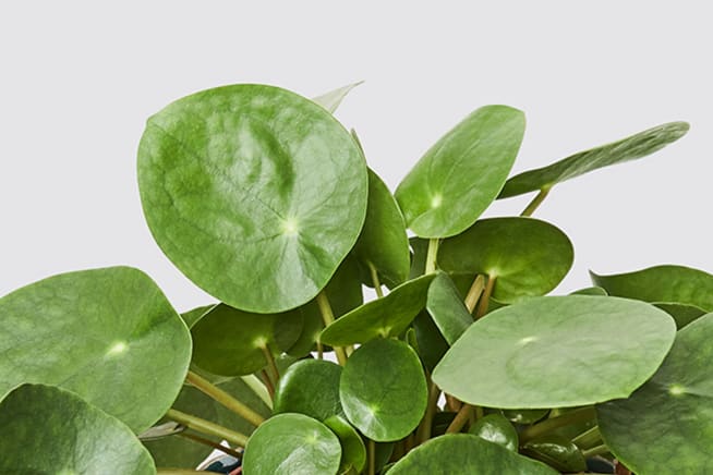 Close-up of a Chinese money plant leaf